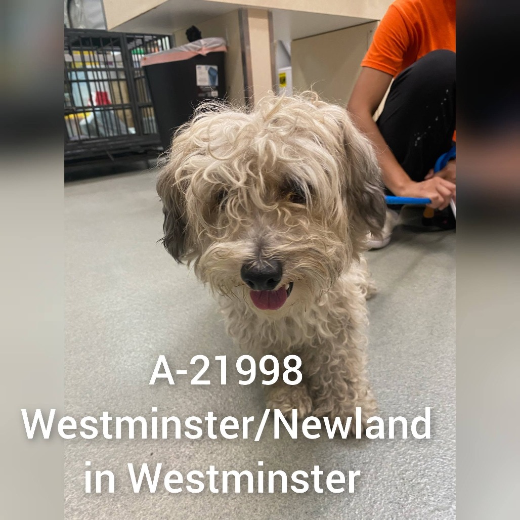 Shelter Stray Male Dog last seen , 6621 Westminster Ave, Garden Grove, CA 92844, USA