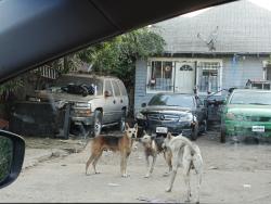 Found/Stray Unknown Dog last seen Alley way enter on 48th st. , Los Angeles, CA 90037