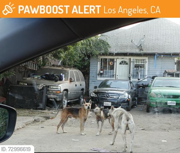 Found/Stray Unknown Dog last seen Alley way enter on 48th st. , Los Angeles, CA 90037