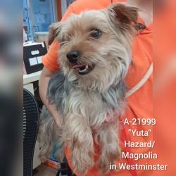 Shelter Stray Male Dog last seen , 6621 Westminster Ave, Garden Grove, CA 92844, USA