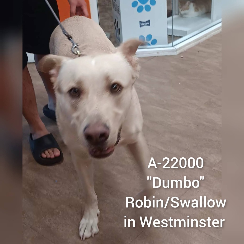 Shelter Stray Male Dog last seen , 6621 Westminster Ave, Garden Grove, CA 92844, USA