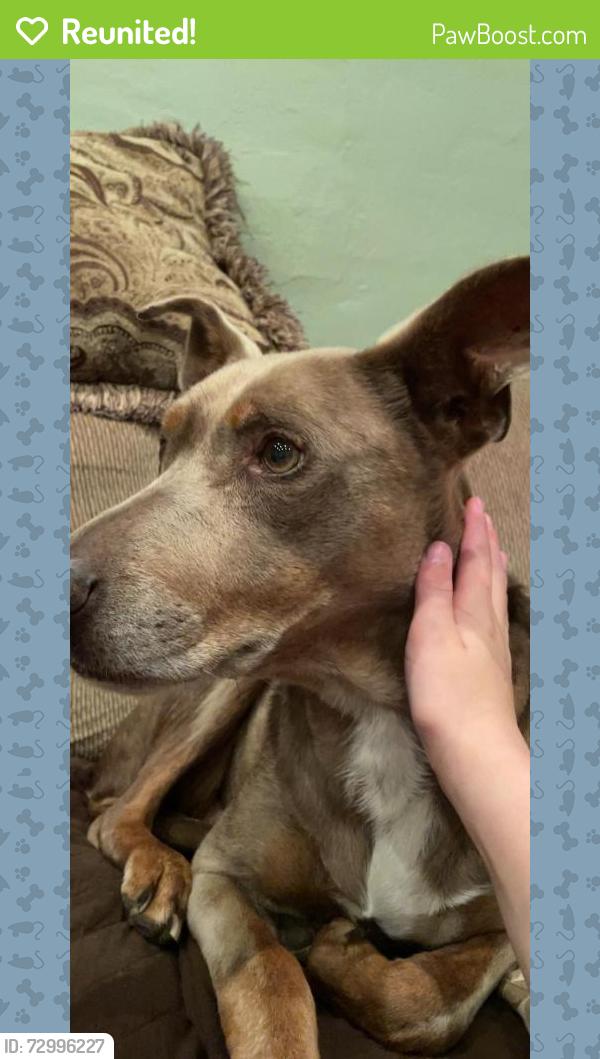 Reunited Female Dog last seen Bonita at Carlos, Redwood City, CA 94061