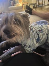Reunited Male Dog last seen Universal City near Cibolo nature park, Universal City, TX 78148