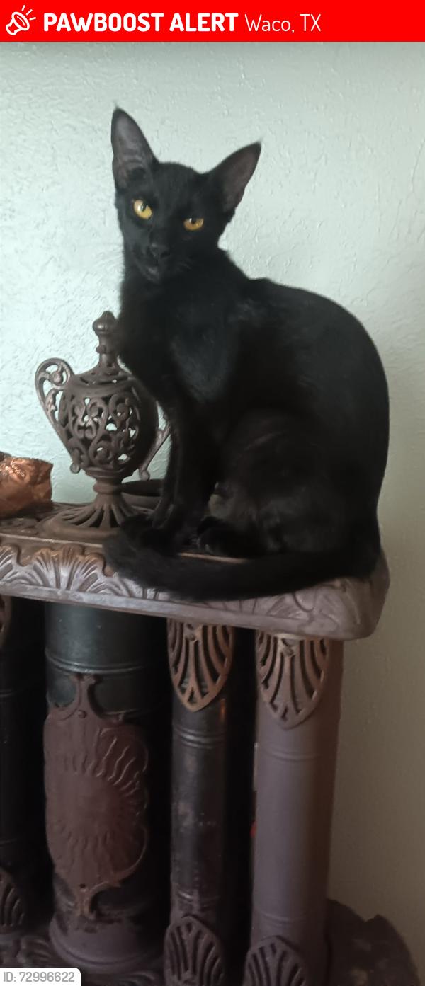 Lost Female Cat last seen Across from Pacer field, Waco, TX 76708