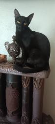 Lost Female Cat last seen Across from Pacer field, Waco, TX 76708