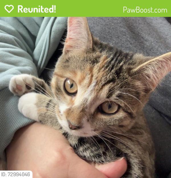 Reunited Female Cat last seen Jordan River Trail, between 9800 S and 9000 S, South Jordan, UT 84095