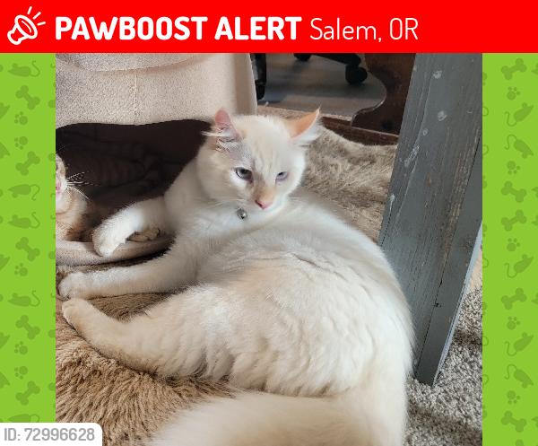 Lost Male Cat last seen Market st, Salem, OR 97301