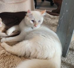 Lost Male Cat last seen Market st, Salem, OR 97301