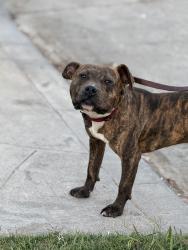 Found/Stray Male Dog last seen By 80th, Los Angeles, CA 90037