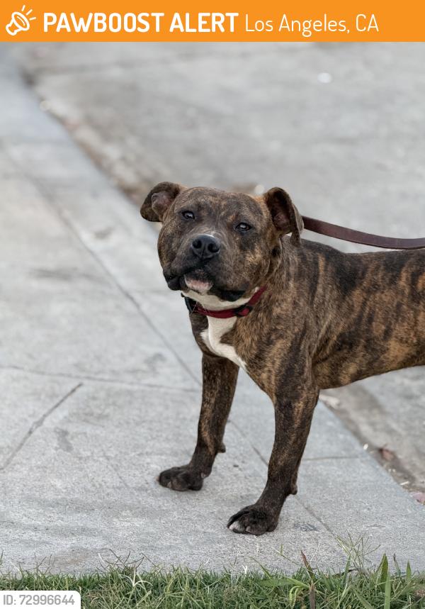 Found/Stray Male Dog last seen By 80th, Los Angeles, CA 90037