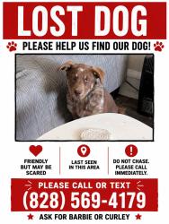 Lost Male Dog last seen Rutherford, Rutherfordton, NC 28139