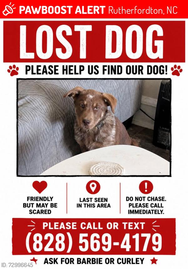 Lost Male Dog last seen Rutherford, Rutherfordton, NC 28139