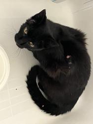 Reunited Male Cat last seen Walnut & Garfield, Louisville, CO 80027