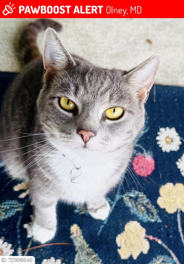 Lost Female Cat last seen Grayheaven Manor Rd. , Olney, MD 20832