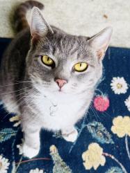 Lost Female Cat last seen Grayheaven Manor Rd. , Olney, MD 20832