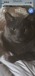 Reunited Male Cat last seen Remington place and Quay court, Littleton, CO 80128