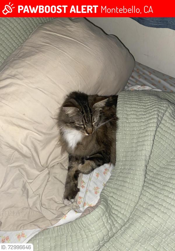Lost Male Cat last seen Whittier/beberly blvd, Montebello, CA 90640