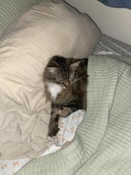 Lost Male Cat last seen Whittier/beberly blvd, Montebello, CA 90640