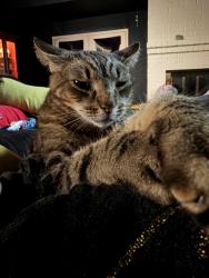Lost Male Cat last seen Near , Pearland, TX 77584