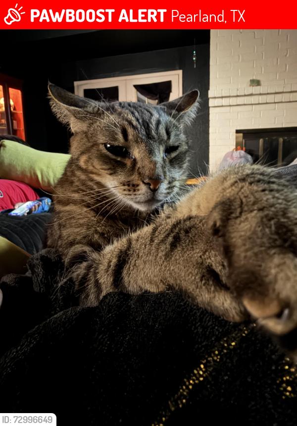Lost Male Cat last seen Near , Pearland, TX 77584