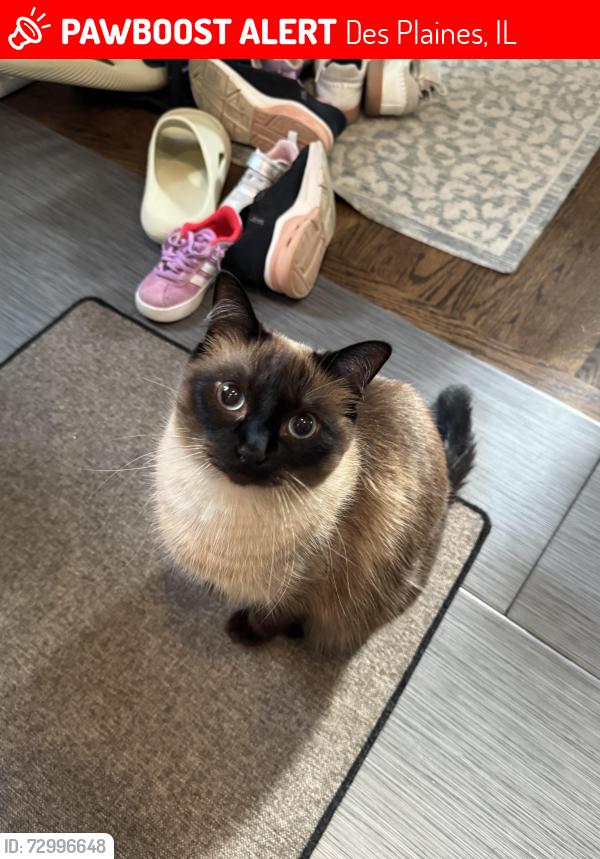 Lost Female Cat last seen Golf Rd and Mt Prospect Rd, Des Plaines, IL 60016