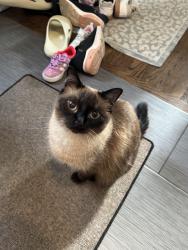 Lost Female Cat last seen Golf Rd and Mt Prospect Rd, Des Plaines, IL 60016