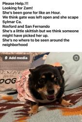 Lost Female Dog last seen Roxford St and San Fernando Rd , Los Angeles, CA 91342