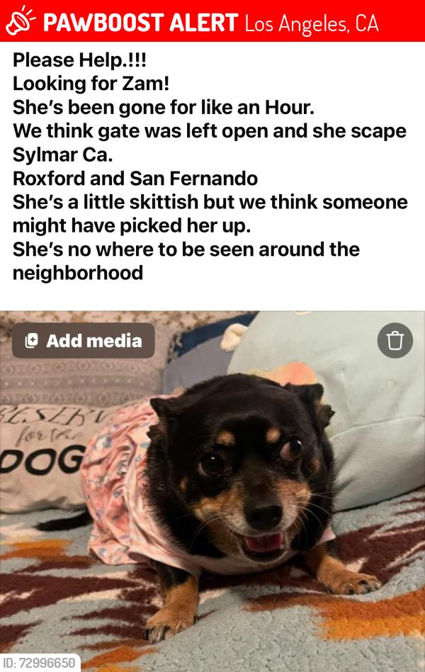 Lost Female Dog last seen Roxford St and San Fernando Rd , Los Angeles, CA 91342