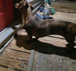 Reunited Female Dog last seen Frye Bridge Rd, Clemmons, NC 27012, USA, Clemmons, NC 27012