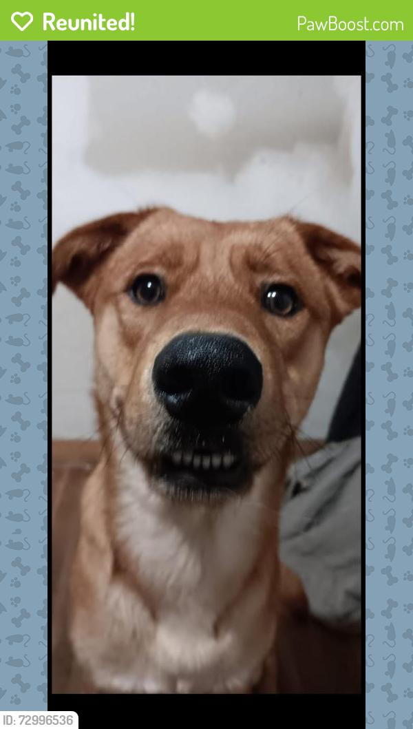 Reunited Male Dog last seen Hampton St, Eden, NC 27288, USA, Eden, NC 27288