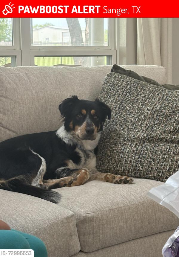 Lost Female Dog last seen At our gate, Sanger, TX 76266