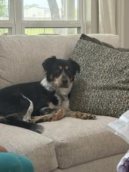 Lost Female Dog last seen At our gate, Sanger, TX 76266