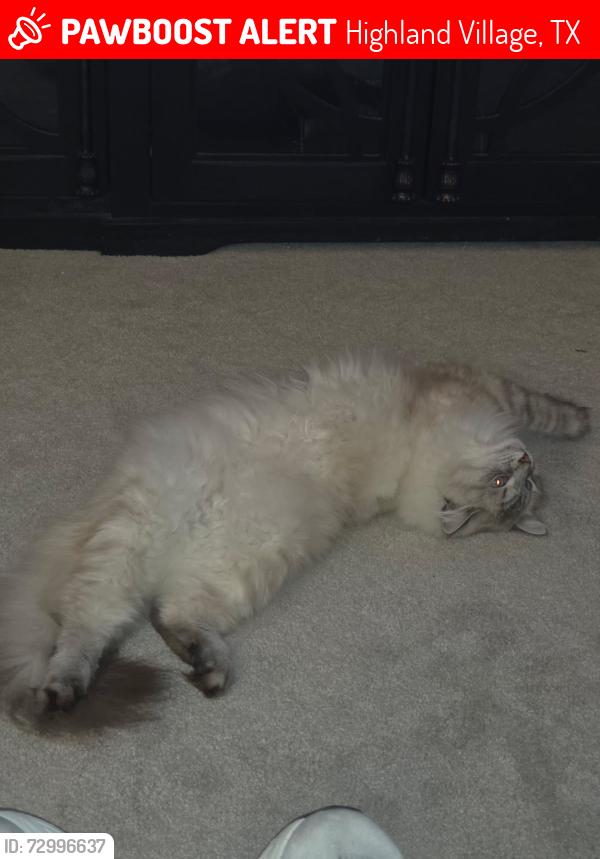 Lost Male Cat last seen Highland shores Blvd and Northwood drive, Highland Village, TX 75077