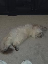 Lost Male Cat last seen Highland shores Blvd and Northwood drive, Highland Village, TX 75077