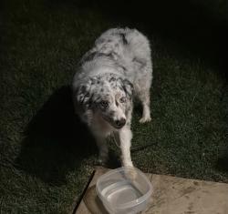 Found/Stray Unknown Dog last seen Bethel Baptist Church, Huguenot Springs Rd, VA 23113