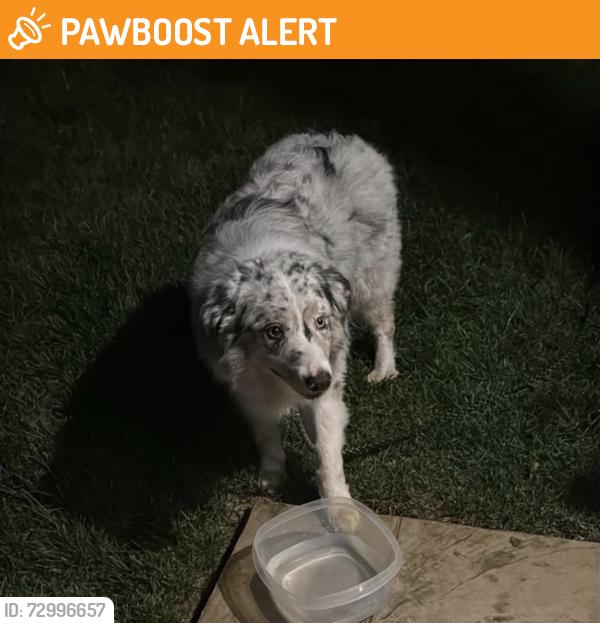 Found/Stray Unknown Dog last seen Bethel Baptist Church, Huguenot Springs Rd, VA 23113