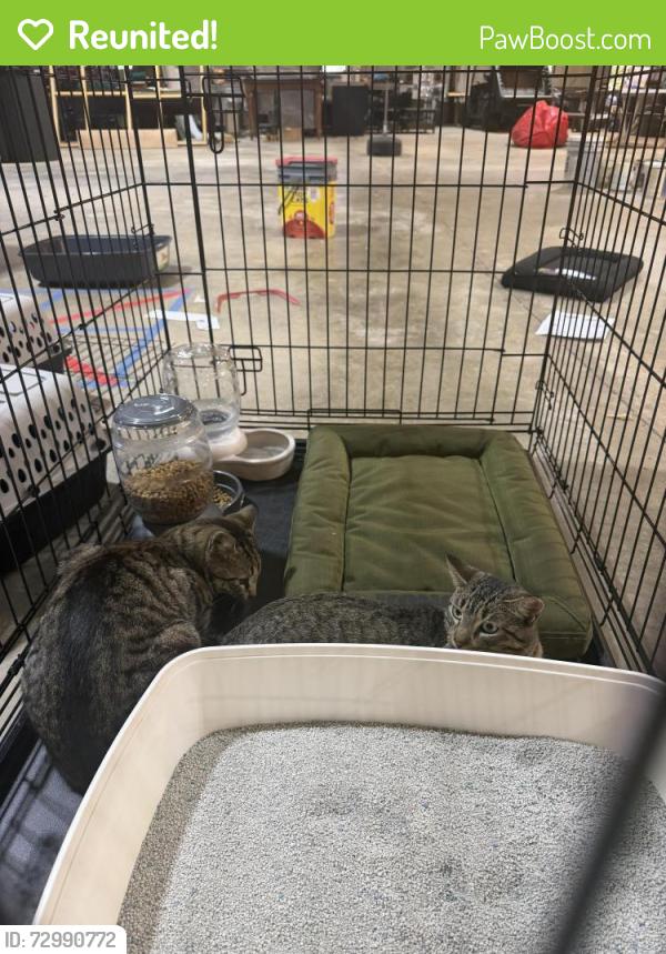 Reunited Male Cat last seen Ambassador and Morgan street , Broussard, LA 70518
