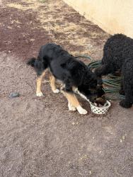 Found/Stray Male Dog last seen Near soboba rd apple valley, Apple Valley, CA 92307