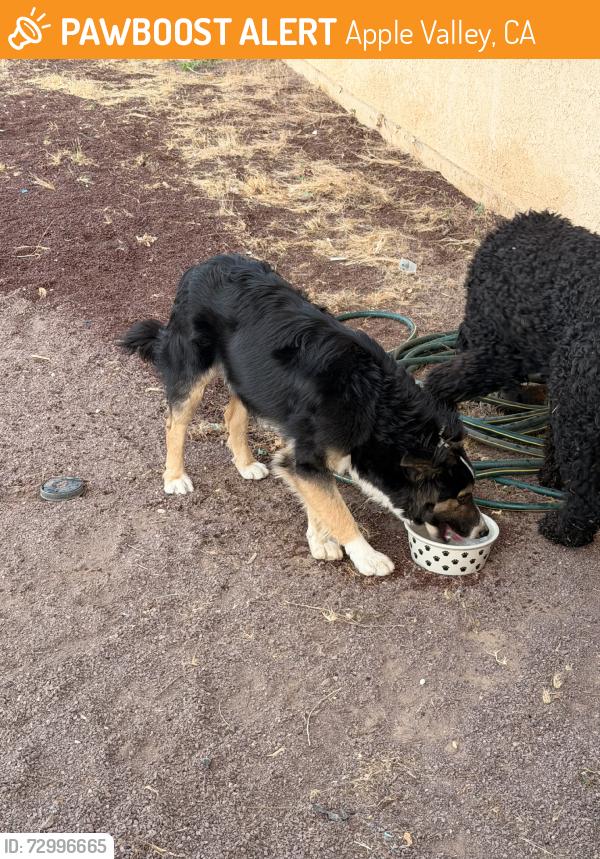 Found/Stray Male Dog last seen Near soboba rd apple valley, Apple Valley, CA 92307