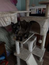 Lost Female Cat last seen In leucadia between the Franco’s flowers and Moonstone, Encinitas, CA 92024