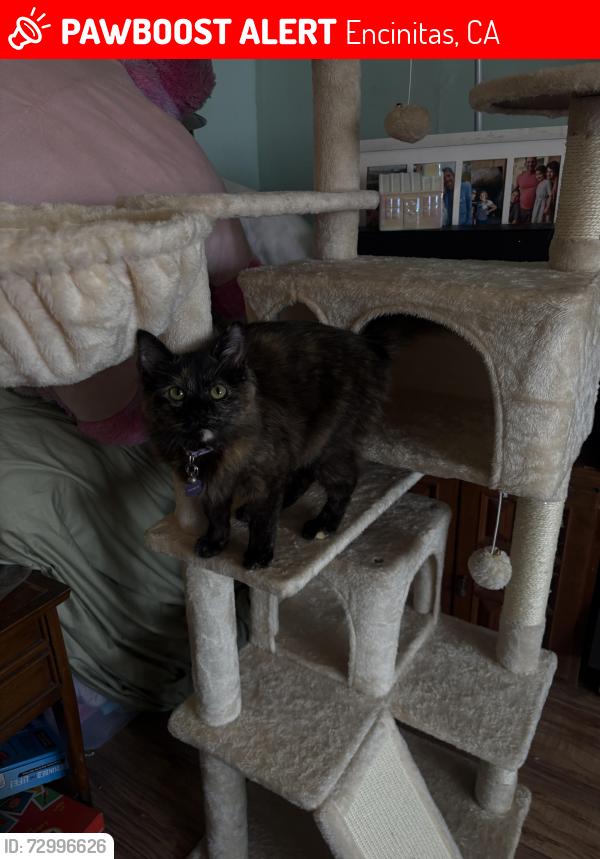 Lost Female Cat last seen In leucadia between the Franco’s flowers and Moonstone, Encinitas, CA 92024