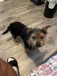 Reunited Male Dog last seen Econlockahatchee, Orlando, FL 32829