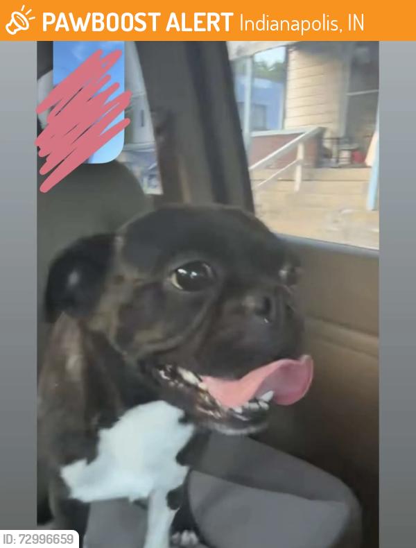 Found/Stray Male Dog last seen Kroger 10th and Linwood, Indianapolis, IN 46204