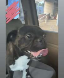 Found/Stray Male Dog last seen Kroger 10th and Linwood, Indianapolis, IN 46204