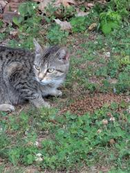 Found/Stray Female Cat last seen Hasty School Rd , Thomasville, NC 27360