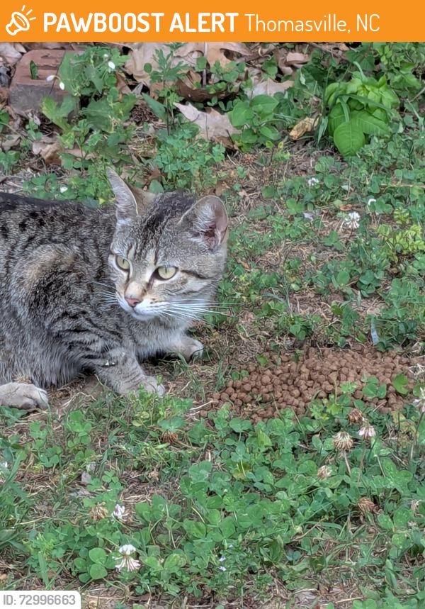 Found/Stray Female Cat last seen Hasty School Rd , Thomasville, NC 27360