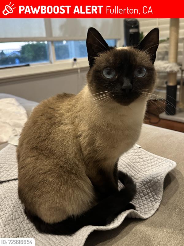 Lost Female Cat last seen Paseo Grande and Manzanita Dr, Fullerton, CA 92833