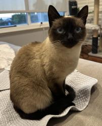 Lost Female Cat last seen Paseo Grande and Manzanita Dr, Fullerton, CA 92833