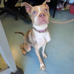 Shelter Stray Female Dog last seen Near BLOCK E 1ST ST, LONG BEACH CA, 7700 E Spring St, Long Beach, CA 90815, USA