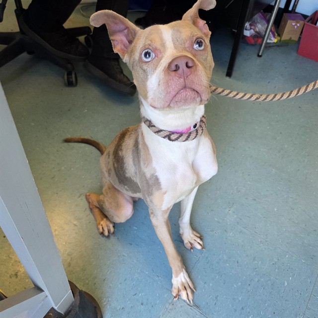 Shelter Stray Female Dog last seen Near BLOCK E 1ST ST, LONG BEACH CA, 7700 E Spring St, Long Beach, CA 90815, USA
